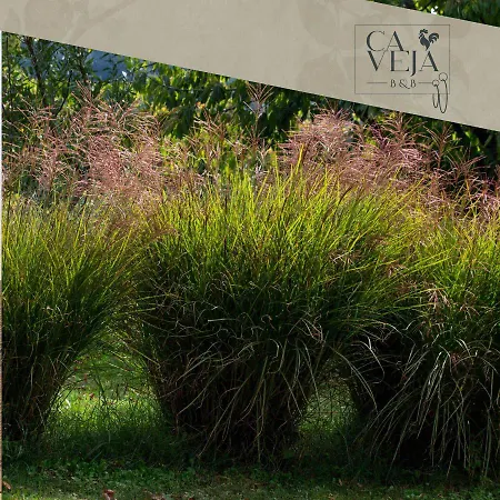 Bed & Breakfast Ca Veja Forli