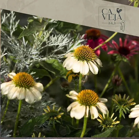 Alojamento de Acomodação e Pequeno-almoço Ca Veja Forlì