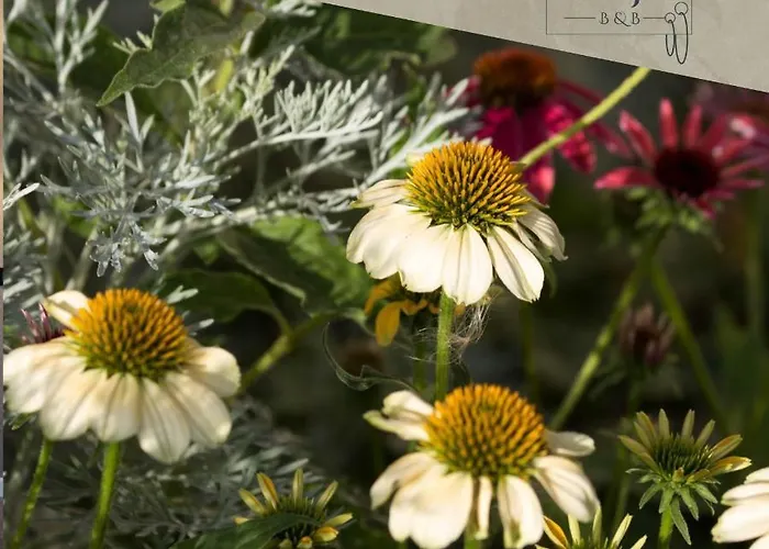 Bed and breakfast Ca Veja Forlì